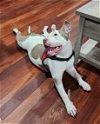 adoptable Dog in  named Enchanting Ms Echo ~ Amazing 6mn DEAF ROCK STAR !!