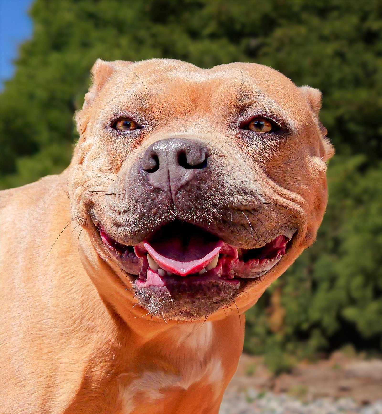 adoptable Dog in Albuquerque, NM named Outstanding Ms Oakley ~ American Bully ROCK STAR