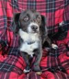 adoptable Dog in , NM named Wise Lil Mr Warrick ~ SWEET !