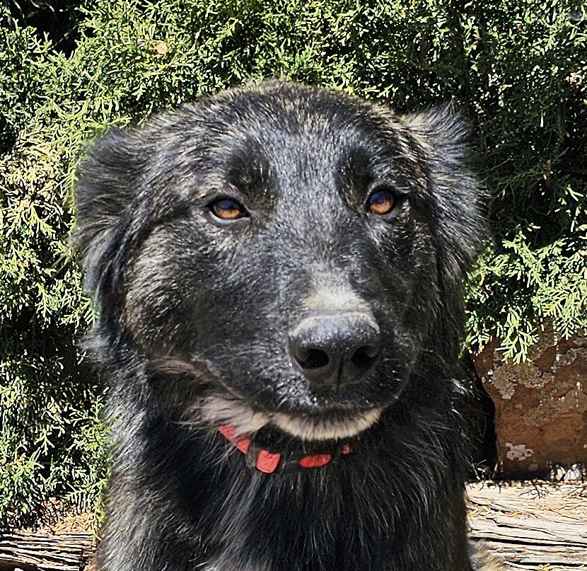 adoptable Dog in Albuquerque, NM named Ridiculously SWEET Ragu ~ Charming Aussie X !
