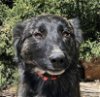 adoptable Dog in albuquerque, NM named Ridiculously SWEET Ragu ~ Charming Aussie X !