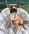 adoptable Dog in  named Delightful Lil Ms Dharma