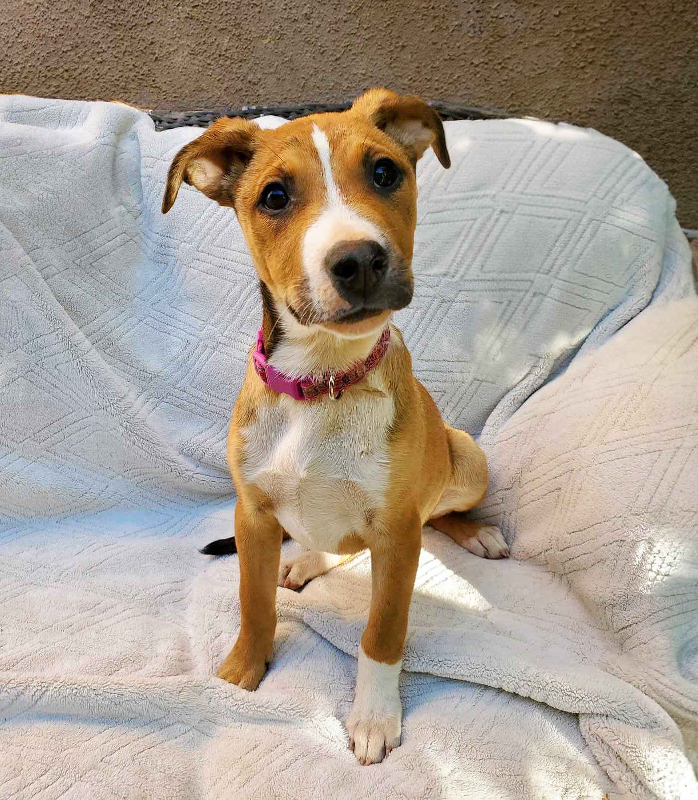 adoptable Dog in Albuquerque, NM named Notoriously SWEET Lil Ms Neeta