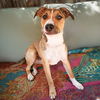 adoptable Dog in  named Notoriously SWEET Lil Ms Neeta