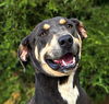 adoptable Dog in , NM named Ethereal Ms Erin ~ Beautiful Blue Lacy !