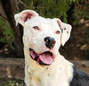 adoptable Dog in albuquerque, NM named Tantalizing Lil Tebow = ROCK STAR !