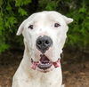 adoptable Dog in , NM named High Potential Polaris ~ Darling Dogo Pup !