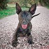 adoptable Dog in Albuquerque, NM named Clever Lil Mr CJ ~ Bullyhuahua