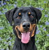 adoptable Dog in albuquerque, NM named Ultimately Uzi ~ Fun !