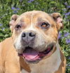 adoptable Dog in Albuquerque, NM named Faithful Ms Fancy ~ Pocket American Bully