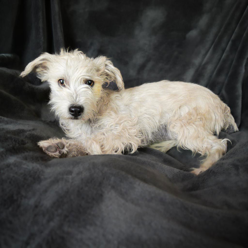 adoptable Dog in Albuquerque, NM named Sweet Lil Sophia Di ~ Terripoo !