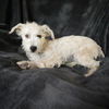 adoptable Dog in albuquerque, NM named Sweet Lil Sophia Di ~ Terripoo !