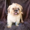 adoptable Dog in  named Lovable LIL Licio ~ SWEET !