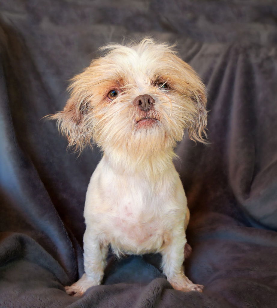 adoptable Dog in Albuquerque, NM named Yummy Lil Yossi = WOW !