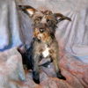 adoptable Dog in Albuquerque, NM named Tasty Lil Ms Thalia ~ DELIGHTFUL !