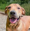 adoptable Dog in  named Outgoing Lil Olleo ~ Darling !