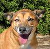 adoptable Dog in albuquerque, NM named Totally Ms Tita ~ Lovely Lady !