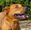 adoptable Dog in albuquerque, NM named Vivacious Ms Zoey Z = Perfection !