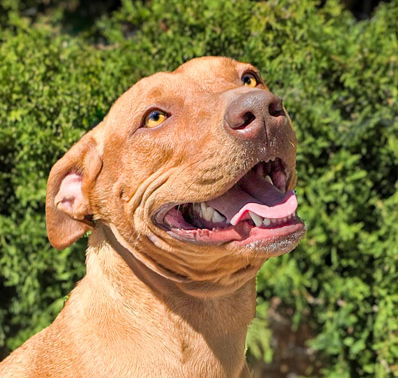 adoptable Dog in Albuquerque, NM named Polished Ms Priya ~ ADORABULL !