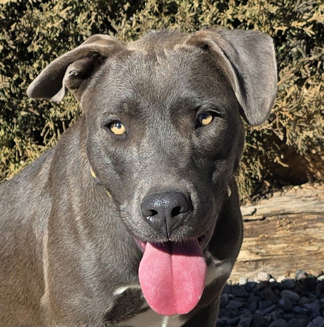 Absolutely Ms Aiko ~ Sweet Blue Lacy