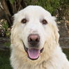 adoptable Dog in  named Outrageously Otero ~ Extraordinairy !