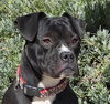 adoptable Dog in Albuquerque, NM named Marvelous LITTLE Mushie ~ American Pocket Bully