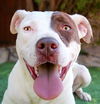 adoptable Dog in Albuquerque, NM named Charming Ms Chara = FUN !