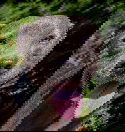 picture of the dog needing adoption