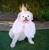 Lovely Lil Lucinda ~ Precious Poodle ! - Photo 2
