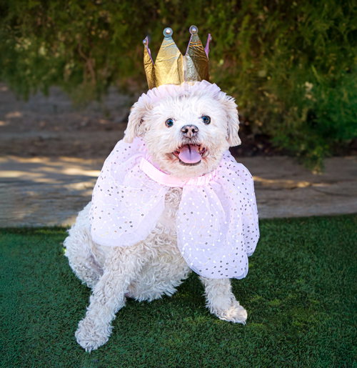 LOVELY LIL LUCINDA ~ PRECIOUS POODLE ! - Poodle (Miniature) available for adoption