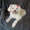 Lovely Lil Lucinda ~ Precious Poodle ! - Photo 3