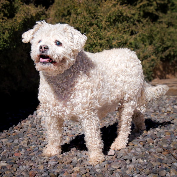 Lovely Lil Lucinda ~ Precious Poodle !