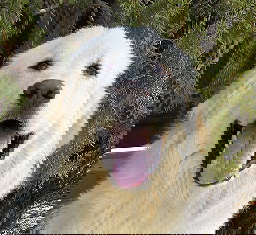 picture of the dog needing adoption