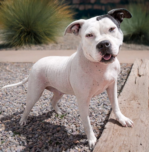 CHARMING MS CALLY - American Staffordshire Terrier / Bulldog available for adoption