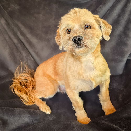 picture of the dog needing adoption