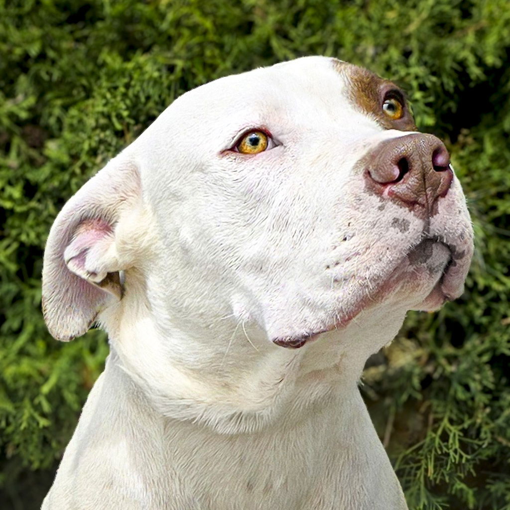 adoptable Dog in Albuquerque, NM named Accomplished Mr Acer ~ Amazing Pup !