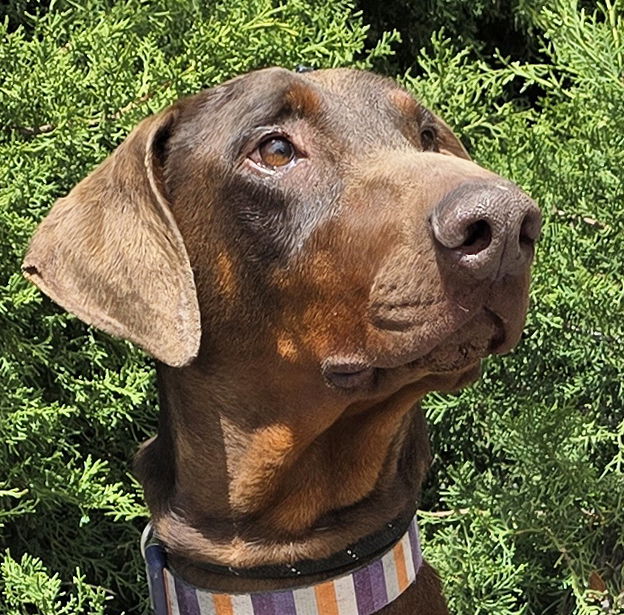 adoptable Dog in Albuquerque, NM named The Incredible Rulk ~ SUPERB !