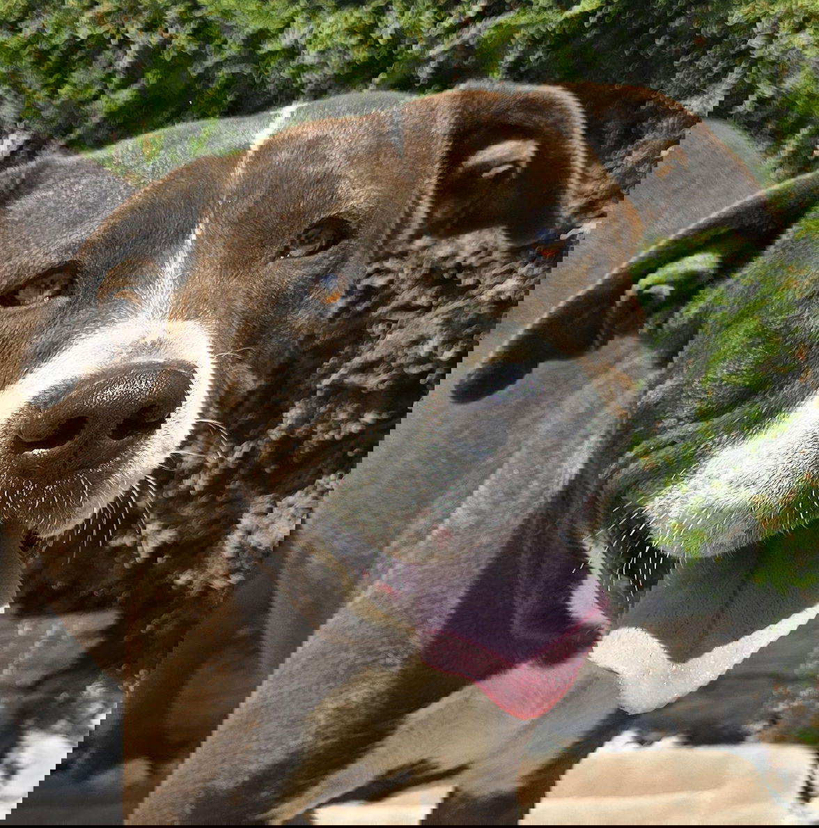 adoptable Dog in Albuquerque, NM named Amazing Ms Asami = LOVE !!!