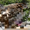 adoptable Dog in  named Amazing Ms Asami = LOVE !!!