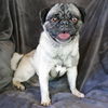 adoptable Dog in  named Precious Mr Peru de Pug ~ Precious !