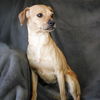 adoptable Dog in  named Mellow Lil Ms Mikasa ~ Chill Chiweenie !