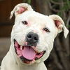 adoptable Dog in  named Amazing Ms Amaru ~ Exquisite Lady !