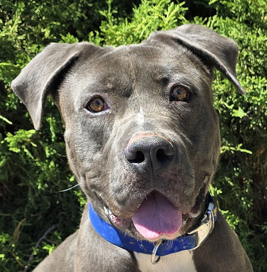 adoptable Dog in Albuquerque, NM named Bodacious Mr Bosque ~ Impressive !