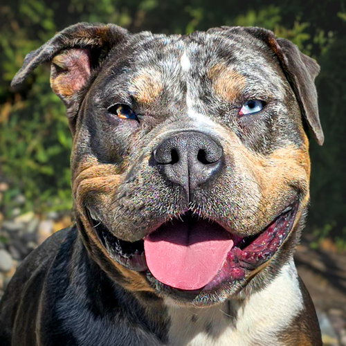 picture of the dog needing adoption