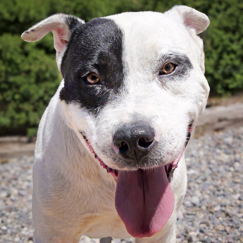 picture of the dog needing adoption