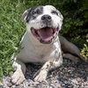 Outrageous Mr Onks ~ American Bully - Photo 2
