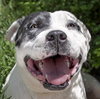 Outrageous Mr Onks ~ American Bully - Photo 1