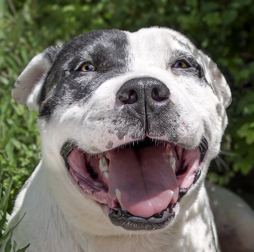 picture of the dog needing adoption