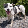 Outrageous Mr Onks ~ American Bully - Photo 3