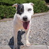 Outrageous Mr Onks ~ American Bully - Photo 4